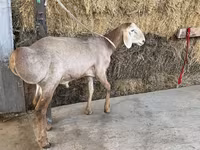 Ram, Arashan sheep — photo 6