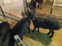 Domba jantan, Sheep — foto 4