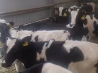 ІҚМ (топ, жынысы көрсетілмеген), Simmental cattle — 4-сурет