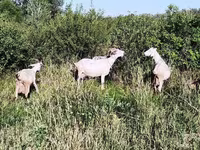 암염소, Saanen goat — 사진 4