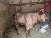 Bode, Nubian Goat — foto 2