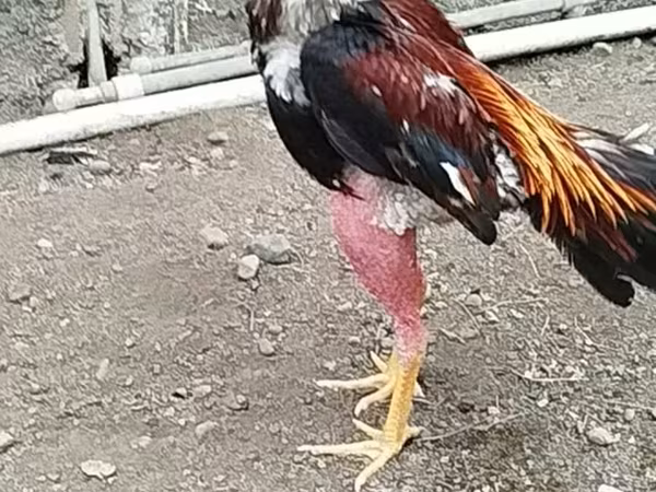 Chickens — Azerbaijan