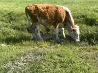 Toro, Ganado vacuno — foto 4