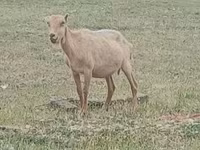 Ziegenbock, Alpine goat — Foto 2