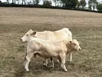 Býk, Charolais cattle — foto 1