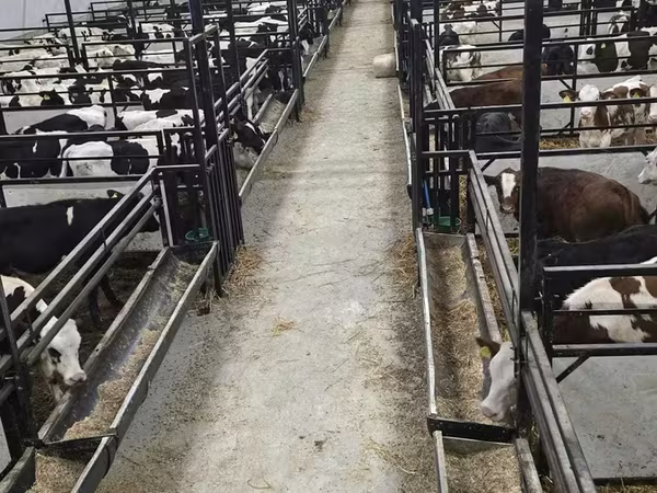 公牛, Holstein breed