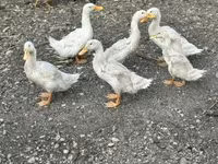 Ducks — عکس 3
