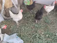 Chickens — عکس 1