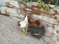 Chickens — عکس 4