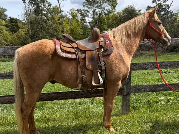 Kůň, Quarter Horse