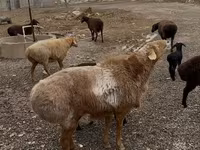 Kambing jantan, Sheep — foto 3