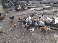 Chickens — foto 2