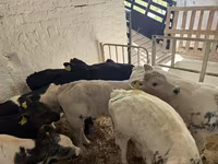 公牛, Cattle — 照片 2