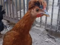 Chickens — عکس 1