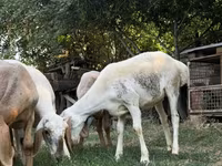 Får, Arashan sheep — foto 3
