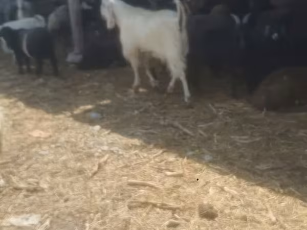 Billy Goat, Goats — Kyrgyzstan