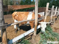 วัวตัวเมีย, Simmental cattle — รูปภาพ 5