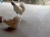 Chickens — عکس 3