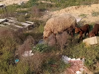Pecora, Pecore — foto 4
