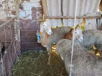 Beran, Arashan sheep — foto 8