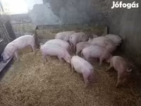 Scrofa, Крупная белая — foto 4