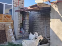 بز ماده, Saanen goat — عکس 2