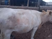 Сиыр, Swiss cattle — 8-сурет