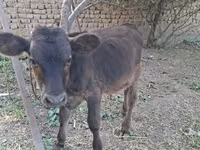 Banteng, Cattle — foto 4