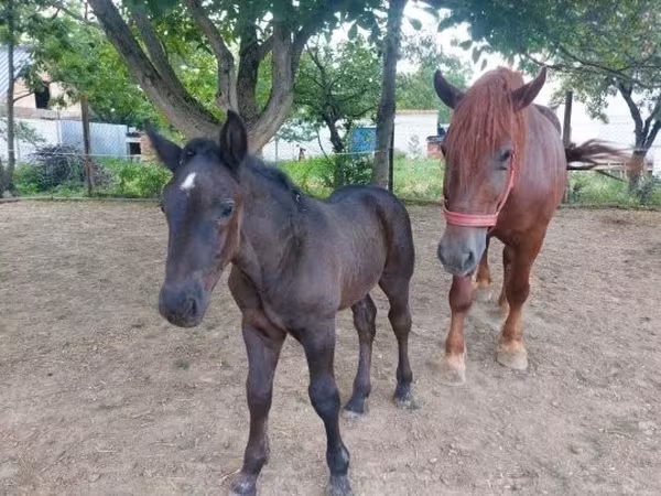 فرس, Hungarian horse breed