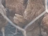 Chickens — รูปภาพ 3