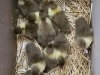 Ducks — الصورة 2