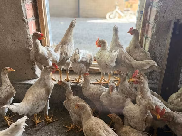 Chickens — Kyrgyzstan