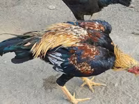 Chickens — الصورة 7