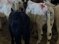 Dibi, Cattle — sawirka 1