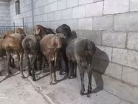 Beran, Hissar sheep — foto 3