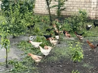 Chickens — foto 1