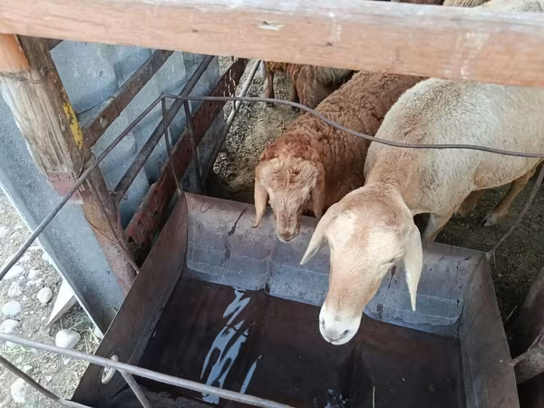 Sheep, Sheep — Kyrgyzstan