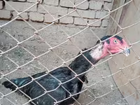 Chickens — foto 3