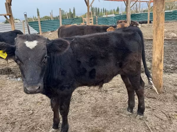 Býk, Swiss cattle