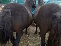 Hingst, Heste — foto 3