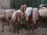 قوچ, Rhon sheep — عکس 2