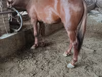 Faras, Horses — sawirka 8
