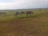 Klisna, Horse breed — foto 2