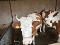 گاو ماده, Latvian Blue cattle — عکس 8