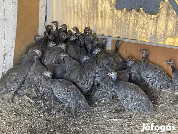 Guinea fowl