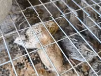 Quails — 照片 3