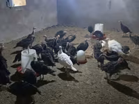 Turkeys — รูปภาพ 1