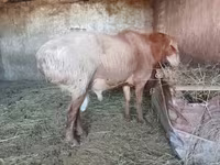 Ovan, Edilbay sheep — fotografija 2