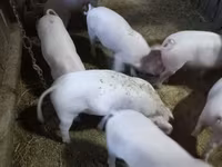 Babi betina, Крупная белая — foto 1