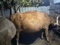گاو ماده, Simmental cattle — عکس 2